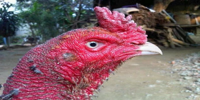 Cách chọn gà đá hay bằng đặc điểm phần đầu