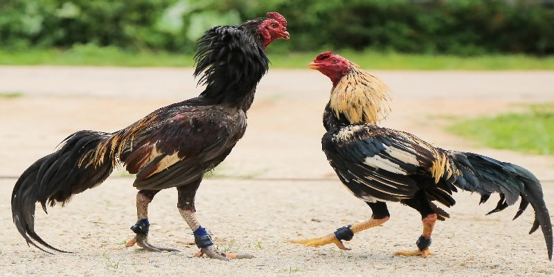 Kinh nghiệm chọn gà đá hay dựa trên dáng đuôi