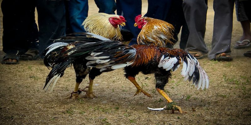 Cách chọn gà đá bằng khí chất, kỹ năng
